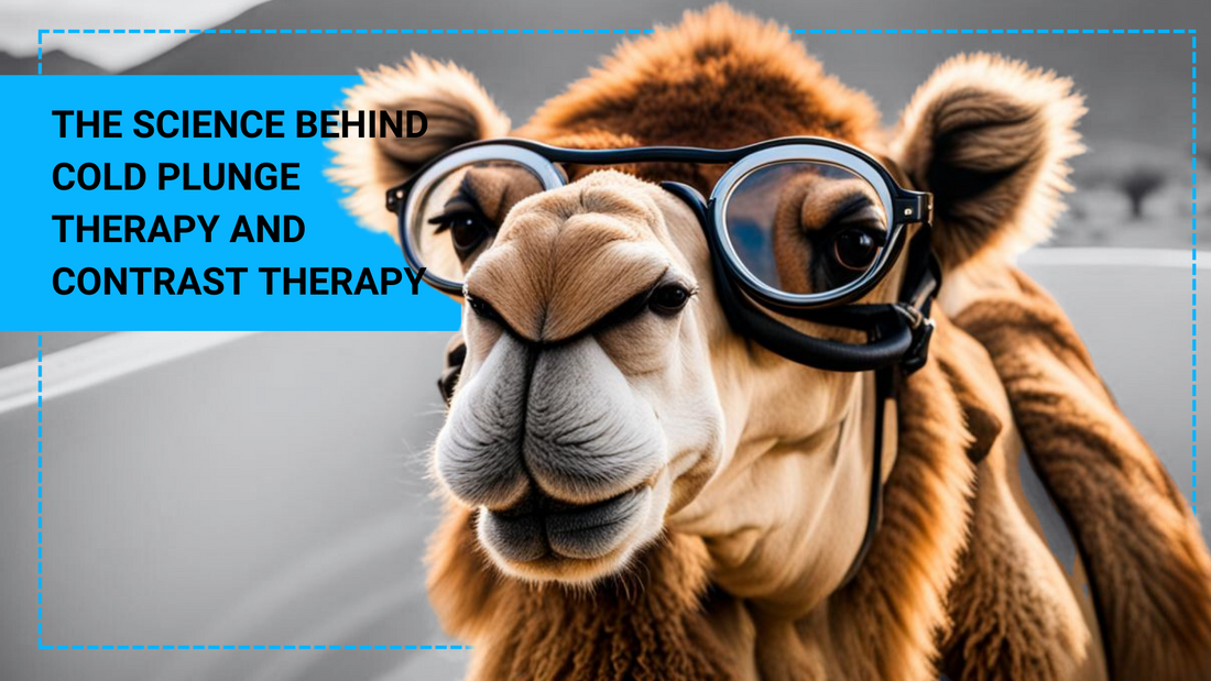 What is the science behind cold plunge therapy and contrast therapy?